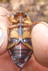 Dytiscus fasciventris