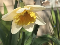 Narcissus × incomparabilis