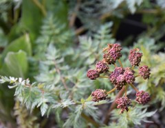 Lomatium dissectum
