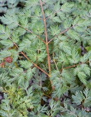 Lomatium dissectum