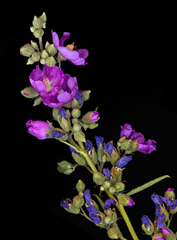 Sphaeralcea angustifolia