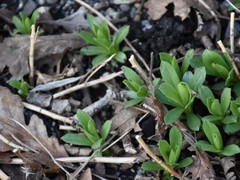 Sericocarpus rigidus