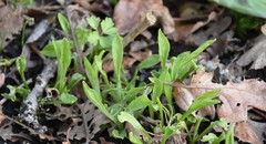 Silene scouleri scouleri