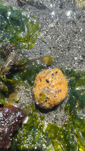 Doris montereyensis