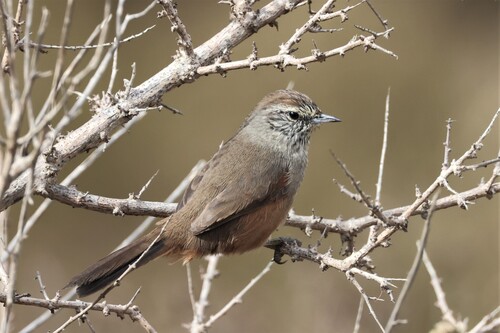 Dusky-tailed Canastero (Pseudasthenes humicola), photo 5