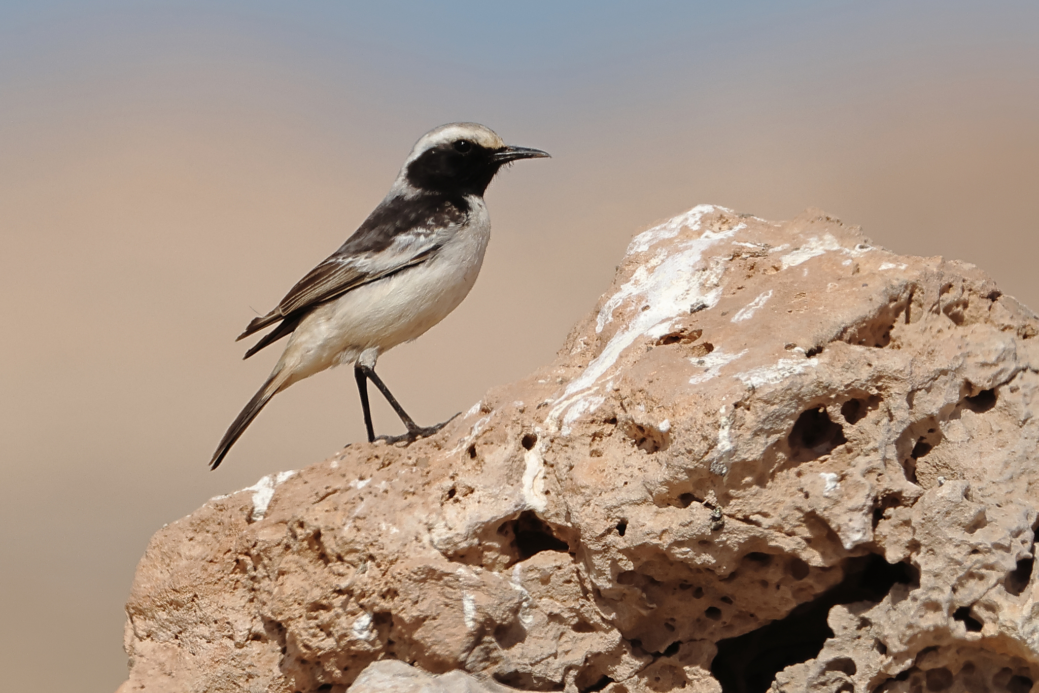 Red-rumped Wheatear (Oenanthe moesta), photo 1