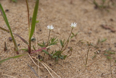 Stellaria edwardsii