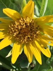 Wyethia helenioides