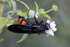 Pygodasis ephippium ephippium