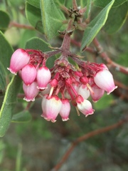 Arctostaphylos patula