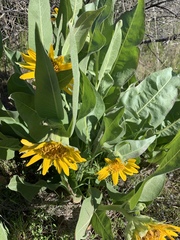 Wyethia helenioides