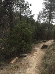 Arctostaphylos patula