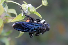 Pygodasis ephippium ephippium