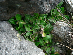 Erigeron ecuadoriensis
