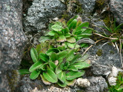 Erigeron ecuadoriensis