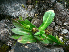Erigeron ecuadoriensis