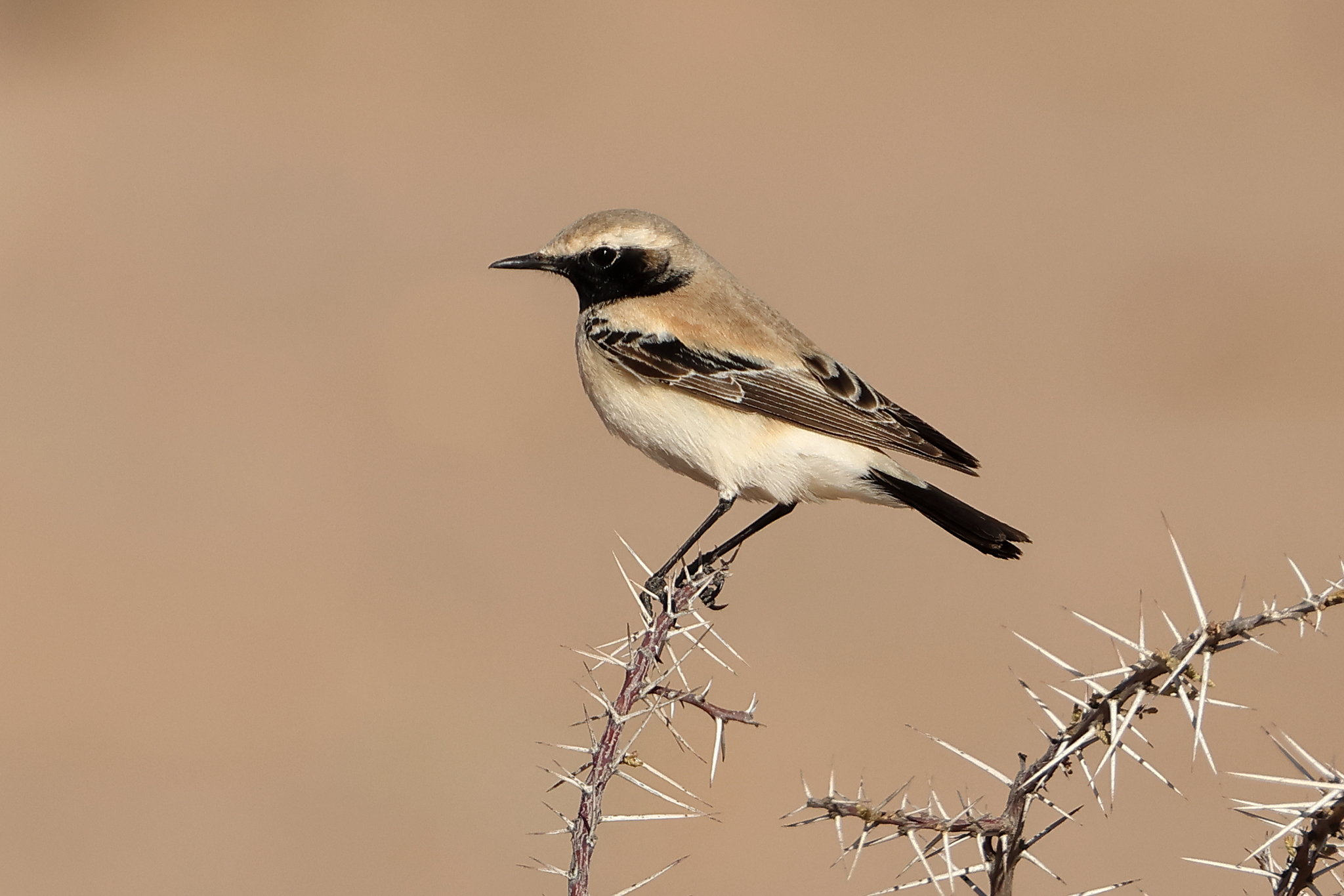 Desert Wheatear (Oenanthe deserti), photo 2