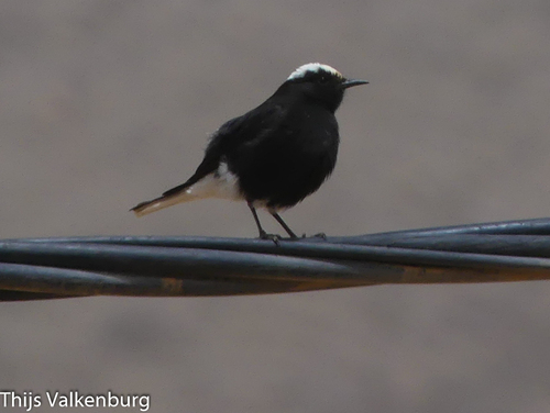 White-crowned Wheatear