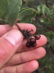 Arctostaphylos patula