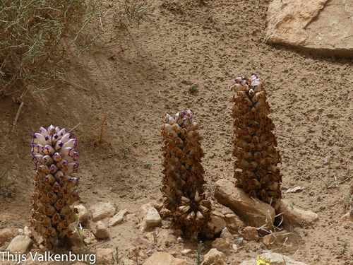Cistanche violacea