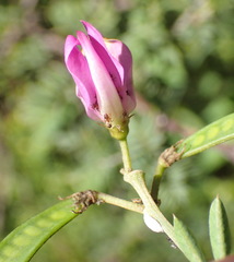 Tephrosia longipes