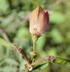 Tephrosia longipes