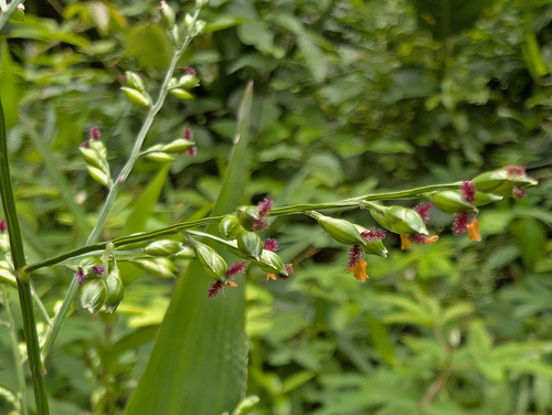 Acroceras zizanioides observed 2026-05-04