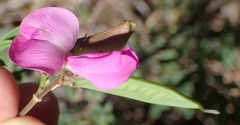 Tephrosia longipes