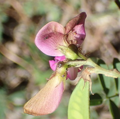 Tephrosia longipes