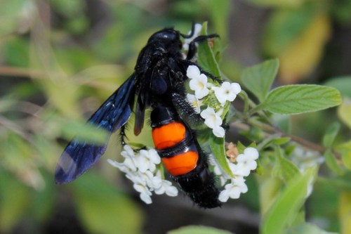 Saddleback Scoliid Wasp