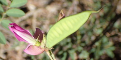 Tephrosia longipes