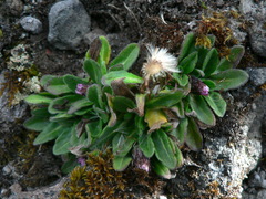 Erigeron ecuadoriensis