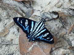 Jemadia gnetus