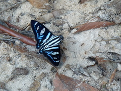 Jemadia gnetus