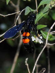 Pygodasis ephippium ephippium