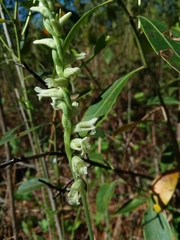 Spiranthes sylvatica