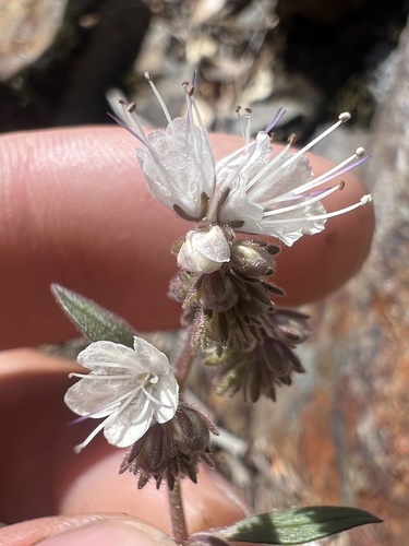 Phacelia stebbinsii observed 2026-05-01