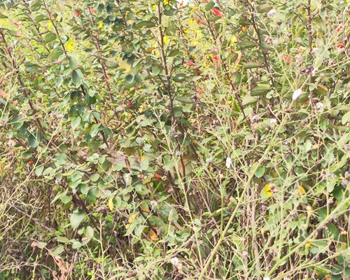 Helicteres guazumifolia