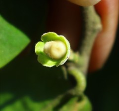 Paramignya monophylla