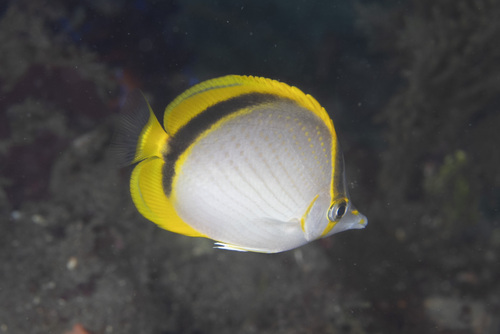 Chaetodon selene observed 2026-05-01