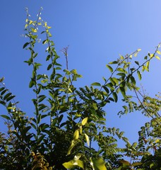 Paramignya monophylla