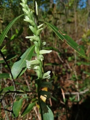 Spiranthes sylvatica