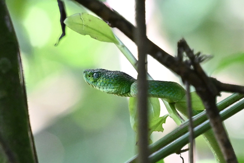 Guatemala Palm Pit Viper