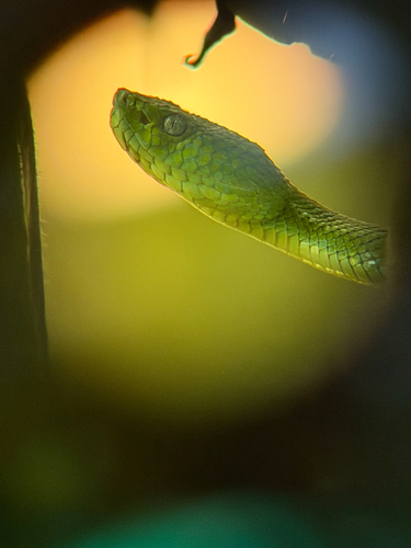 Guatemala Palm Pit Viper