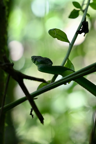 Guatemala Palm Pit Viper