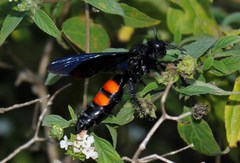 Pygodasis ephippium ephippium