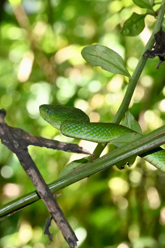 Guatemala Palm Pit Viper