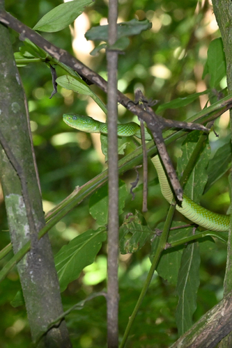 Guatemala Palm Pit Viper