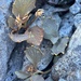 Lobelia roughii 3