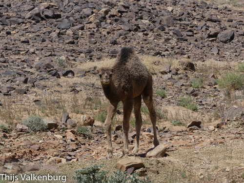 Dromedary Camel